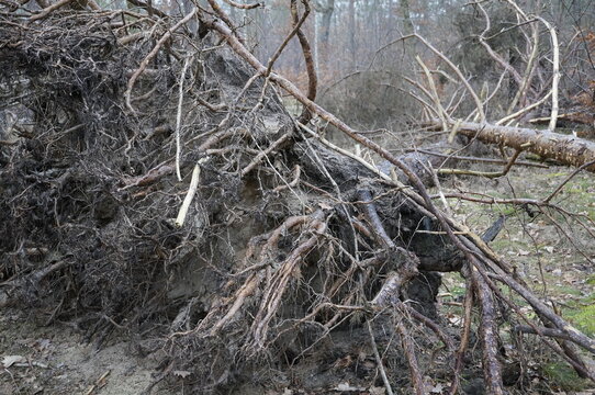Exposed root system of an uprooted tree in a natural forest. Tangled roots, soil and fallen deadwood illustrate the structure of a root plate.