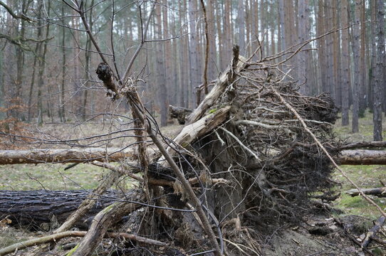 Exposed root plate of an uprooted tree in a pine forest. A dense network of roots, soil, broken branches and deadwood shows the effects of natural windthrow and disturbance in a woodland ecosystem.
