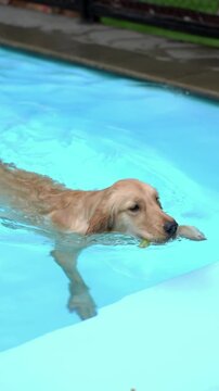 A Golden Retriever swims through a bright blue outdoor pool while holding an object in its mouth, captured as cinematic pet lifestyle footage in natural light.