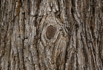 Fototapeta premium Old Tree Bark with a Distinct Wooden Knot