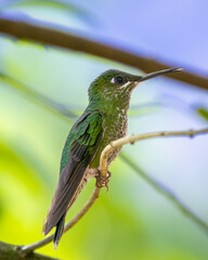 Hummingbird © Nick Hobgood