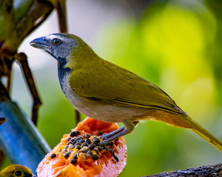 Saltator