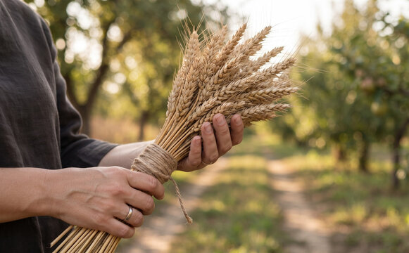 Woman holding a rustic sheaf of ripe golden wheat ears tied with twine in a sunlit orchard for harvest concepts