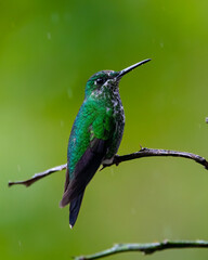 Hummingbird © Nick Hobgood