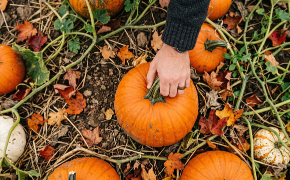 Person picking fresh orange pumpkin at a patch during autumn harvest season