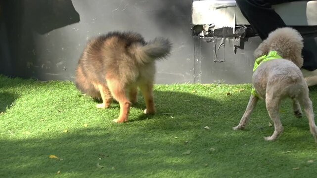 Several small dogs interacting and sniffing each other on a green outdoor lawn while wearing colorful harnesses, captured in warm natural daylight as cinematic pet lifestyle footage.