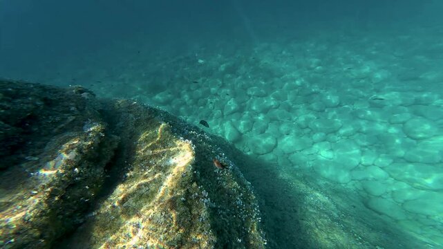 A underwater camera moves along a rugged ocean floor, capturing fish swimming around mossy rocks and natural seabed formations. Clear ocean depth with no coral reefs, revealing aquatic marine wildlife