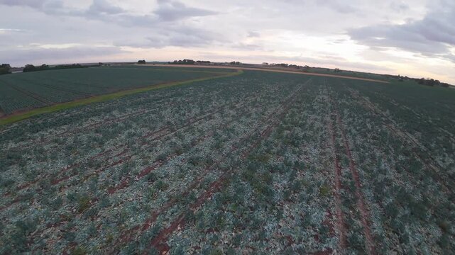 Drone flies low over green rows of cabbage. Clouds loom above the farmland. Distant village sits beneath the sky. Sunset glows behind the hills. Field stretches wide under the sky