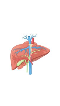 Human Liver Anatomy Clean Vector Medical Organ Illustration
