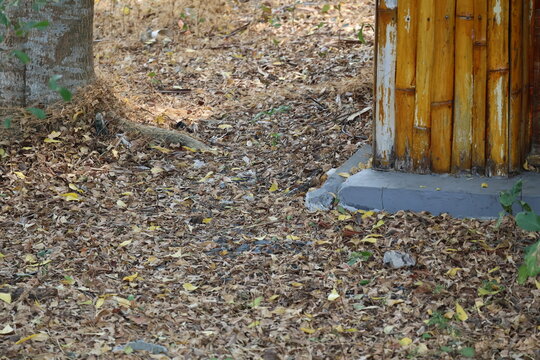 Dry leaves scattered across an abandoned garden, showing neglect, decay, and nature reclaiming space.