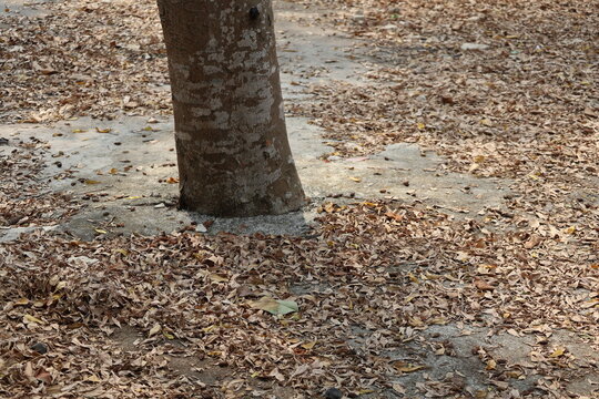 Dry leaves scattered across an abandoned garden, showing neglect, decay, and nature reclaiming space.