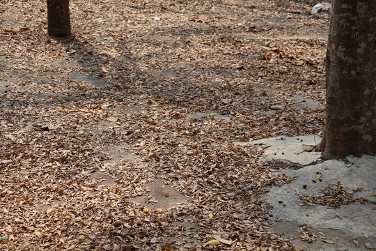 Dry leaves scattered across an abandoned garden, showing neglect, decay, and nature reclaiming space.