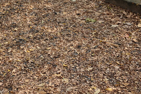 Dry leaves scattered across an abandoned garden, showing neglect, decay, and nature reclaiming space.