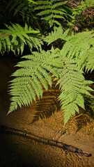 Green fern leaf hanging over clear shallow forest stream with sun reflections. © Olena