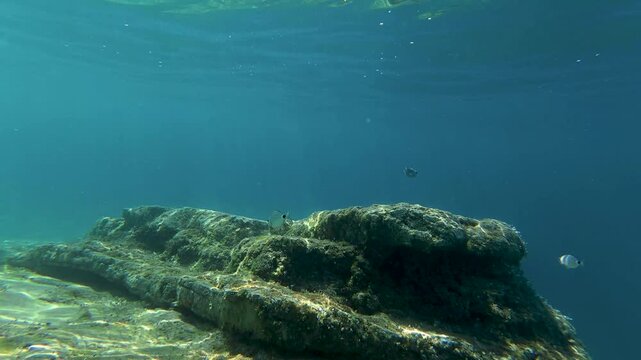 A underwater camera moves along a rugged ocean floor, capturing fish swimming around mossy rocks and natural seabed formations. Clear ocean depth with no coral reefs, revealing aquatic marine wildlife
