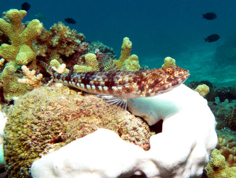 A Sand Lizardfish resting on corals Boracay Island Philippines