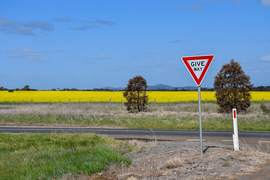 give way sign on country road and field of yellow canola flowers