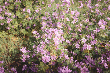 Obraz premium Common Mallow Wildflower Study Along Cambois Coast, Northumberland, Summer Sylvestris Blooms in Soft Coastal Light
