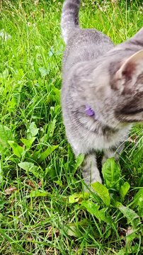 Curious gray cat exploring lush green grass outdoors in summer