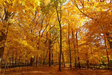 Fototapeta premium Autumn tree. Nature in fall season. Autumnal sunny day. Seasonal leaves on tree. Natural autumn leaves. Autumn beauty of nature. Fall season nature. Fall leaves of tree