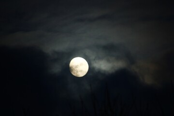 Full moon with thin clouds and silhouetted branches © Karsten