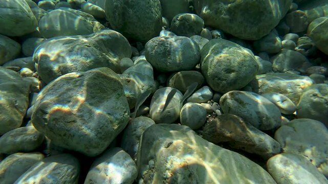 A underwater camera moves along a rugged ocean floor, capturing fish swimming around mossy rocks and natural seabed formations. Clear ocean depth with no coral reefs, revealing aquatic marine wildlife