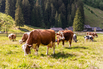 Cattle at mountain landscape pasture. Village alpine meadow. Cows farming grazing. Cows on alpine meadow. Graze pasture grass. Grazing on farm. Cows herd on farm field. Cow at meadow © be free
