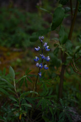 Dark blue, purple flower. An arctic lupine flower growing in Denali National Park and Preserve. © Kathy