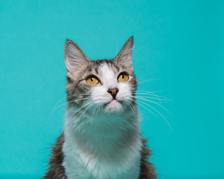 Portrait of a White Chested Cat Isolated on a Teal Background