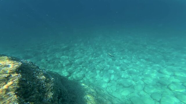 A underwater camera moves along a rugged ocean floor, capturing fish swimming around mossy rocks and natural seabed formations. Clear ocean depth with no coral reefs, revealing aquatic marine wildlife