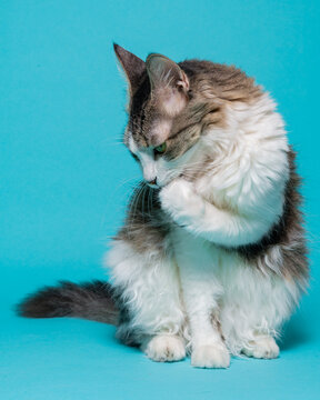 White Chested Cat Licking Its Paw on a Teal Background