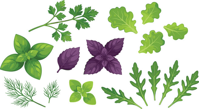 PrintFresh culinary herbs vector set featuring green basil parsley dill arugula lettuce oregano and purple basil isolated on white background.