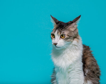 Portrait of a White Chested Cat Isolated on a Teal Background