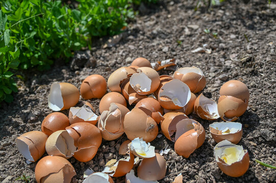 Eggshells as natural fertilizer. Feeding soil and plants with eggshells. Natural nutrition of plants in the garden.