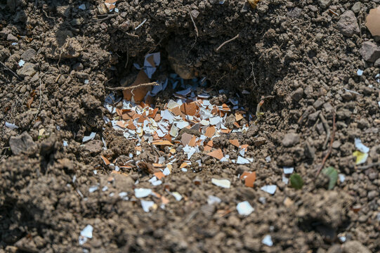 Eggshells as natural fertilizer. Feeding soil and plants with eggshells. Natural nutrition of plants in the garden.