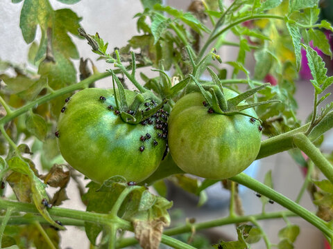 Black bugs on green tomatoes. Insects attack vegetables in the garden. Pests on tomatoes. Growing tomatoes in pots on the balcony.