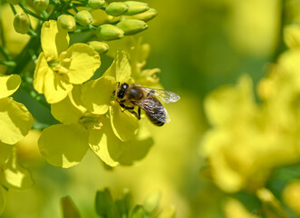 A bee on a yellow flower. The insect is pollinating the rapeseed. The bee is collecting nectar from the flower. © Vanja Stokic