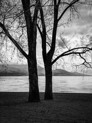 Atmospheric black and white landscape photograph of tall bare trees along a lakeshore, with calm water, distant mountains, and dramatic cloud-covered skies creating a peaceful and moody natural scene. © Hamilton Productions