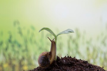 Snail Crawling on Green Sprout in Soil © halimqdn