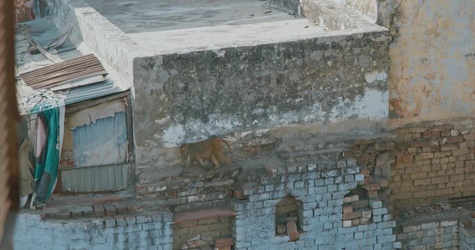 Agra, Uttar Pradesh, India. Monkeys Climb By Wall In Slow Motion. Animal Life In Urban Environment. Animals Live Next To People. Bonnet Macaque - Macaca Radiata Or Zati. Indian Fauna. Animal Life In
