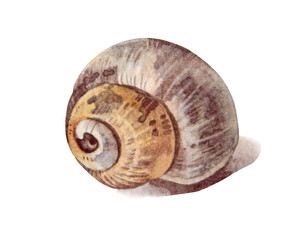 Watercolor brown yellow sea shell with shadow isolated on white background. Creative hand-drawn nature realistic clipart for celebration card. River element for wallpaper or textile and wrapping © NatashaKun