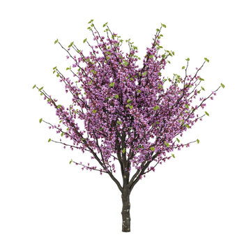 Eastern redbud tree with vibrant purple blossoms and small green leaves in full spring bloom isolated on a transparent background