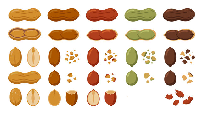 Set of various nuts and legume varieties, whole and shelled, crumbled textures, snack ingredients, cooking essentials, vibrant color palette, vector