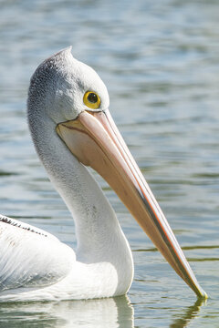 Australian Pelican or Pelecanus conspicillatus.