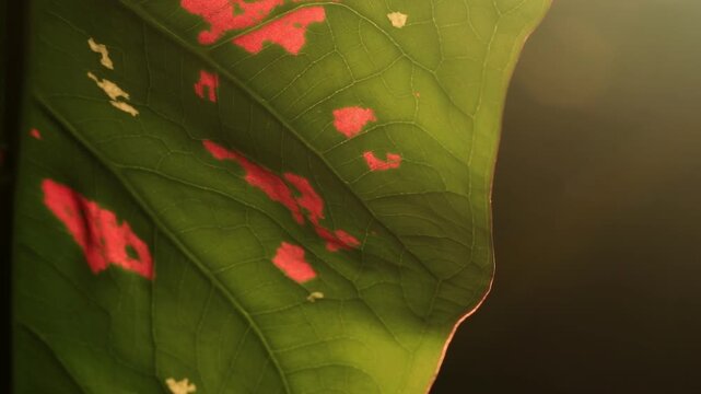Macro shot of a vibrant pink spotted caladium leaf gently swaying under warm golden sunset light