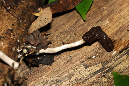 黒くドロドロにカサが溶解するヒトヨタケ茸（日本自然菌・キノコ生態マクロ撮影）