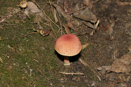 固く踏みしめられた苔むした林床に単体の赤茶色いイグチ属茸の姿（日本自然菌・キノコ生態マクロ撮影）
