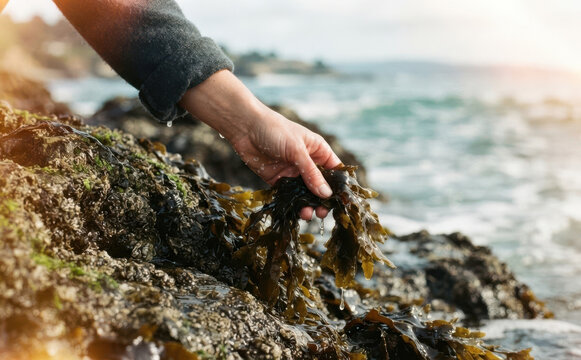 Woman harvesting fresh brown seaweed on rocky ocean shore for sustainable food concept