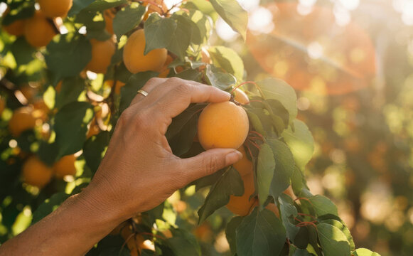 Woman harvesting ripe apricots from tree in orchard during golden hour sunlight for organic farming concept