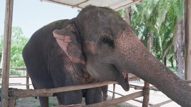 Adult Asian elephant standing near wooden fence at wildlife sanctuary.
